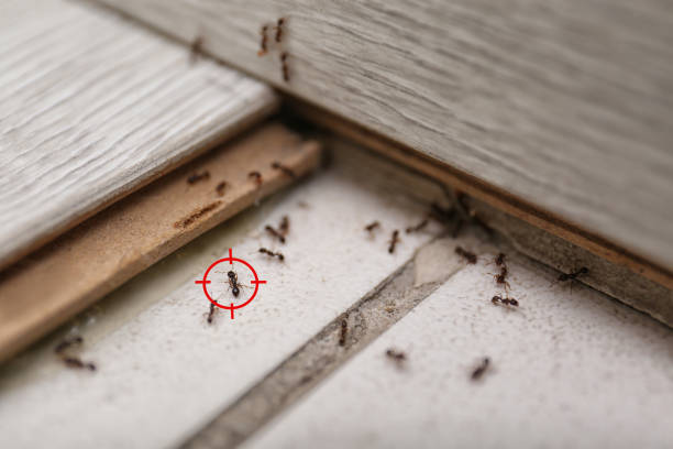 Professional Pest Control in Secaucus, NJ
